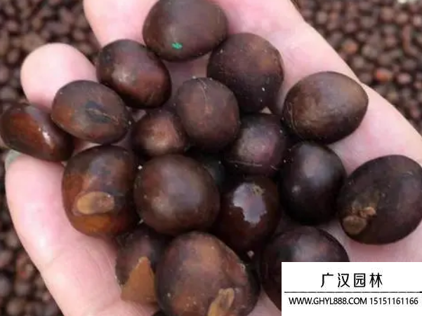 枇杷種子