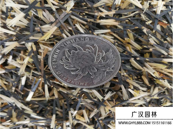 孔雀草種子