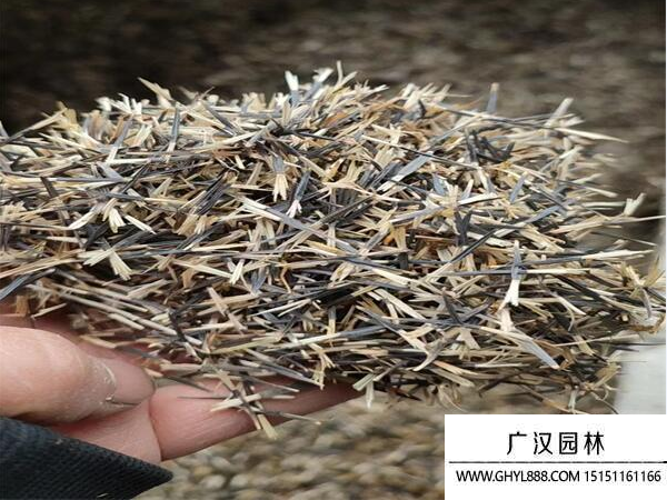 孔雀草種子