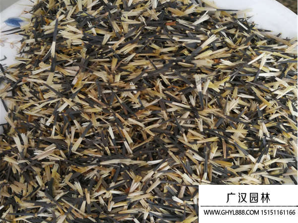 孔雀草種子