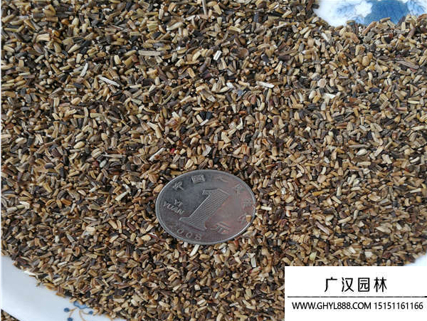 菊苣種子