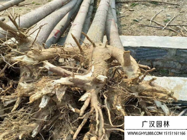 泡桐樹