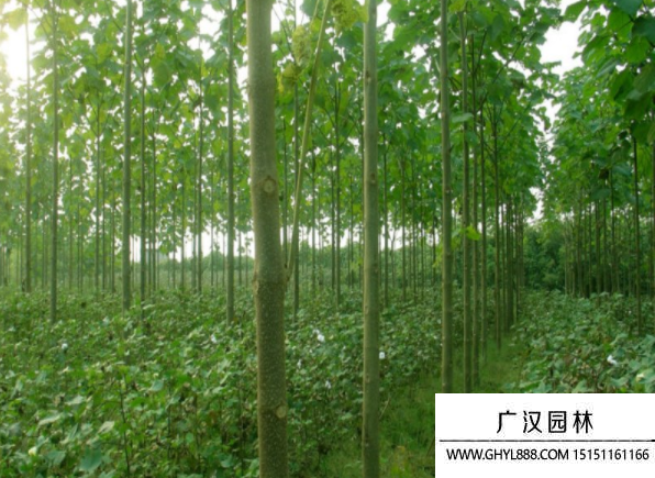 泡桐樹