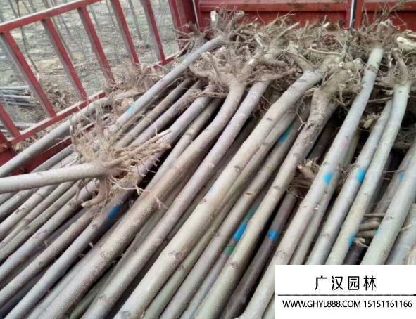 泡桐樹