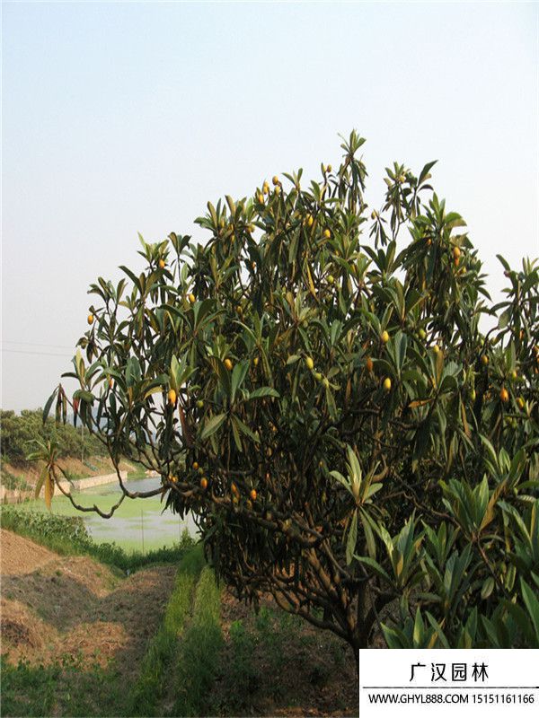 枇杷樹