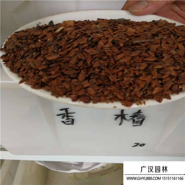 香椿種子