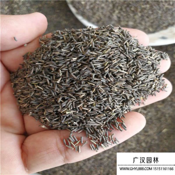 細葉美女櫻種子
