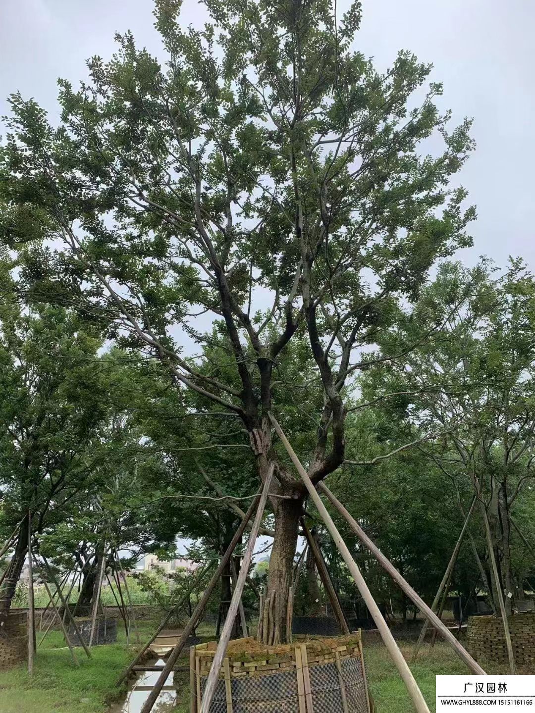樸樹