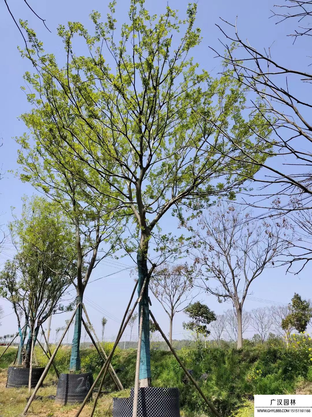 樸樹