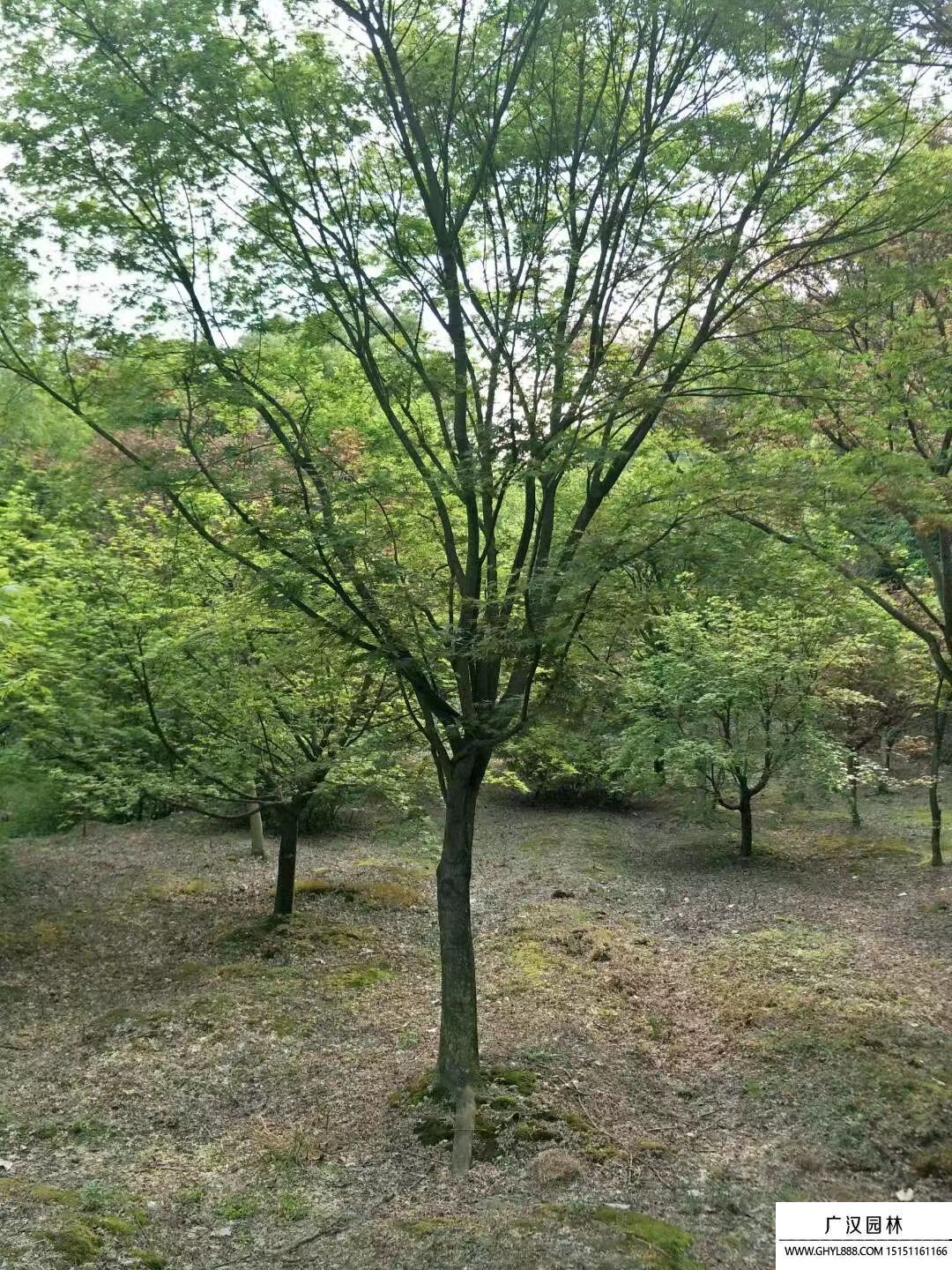 青楓