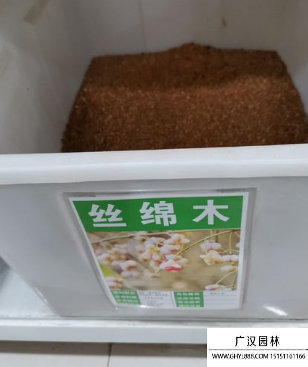 絲棉木種子