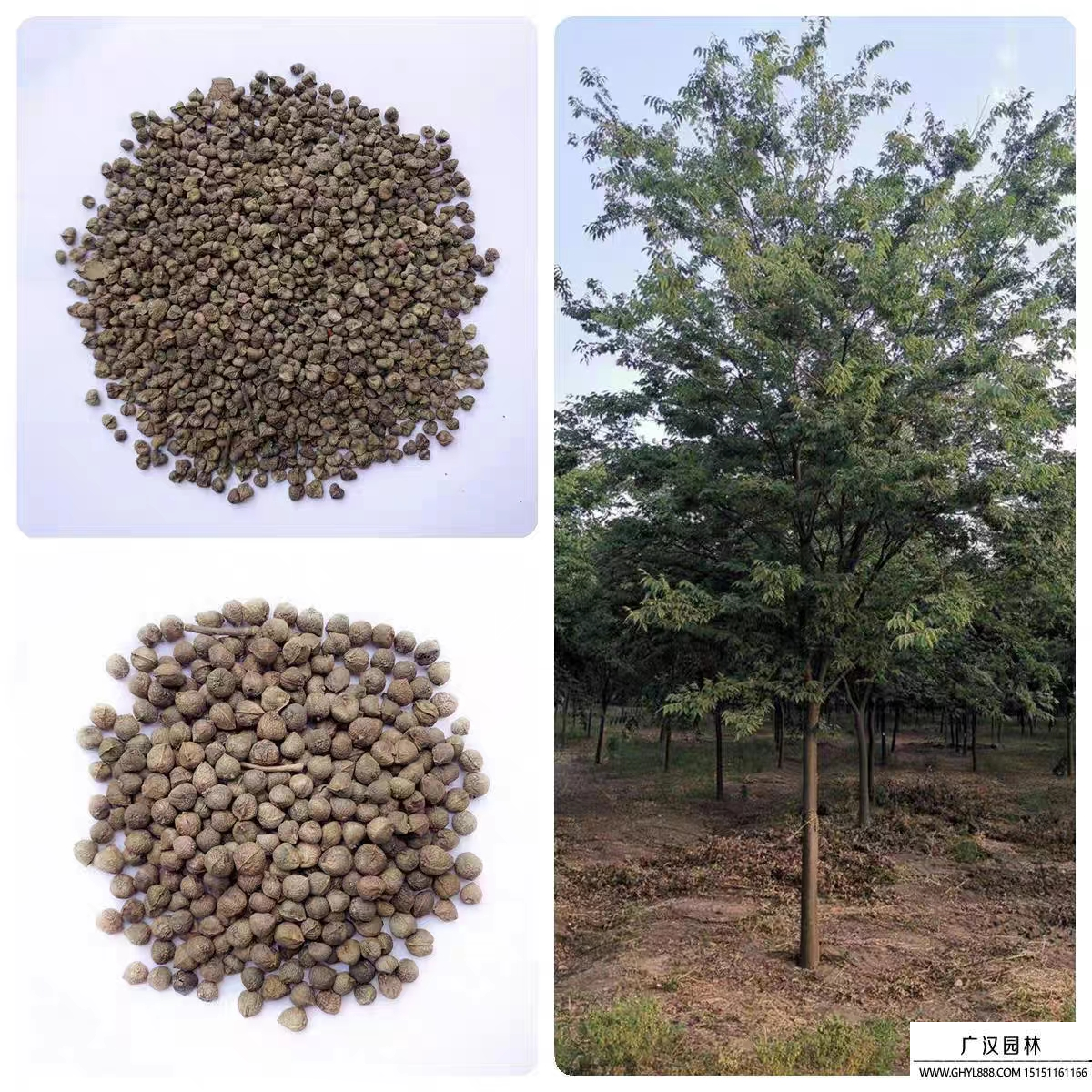 紅櫸樹種子
