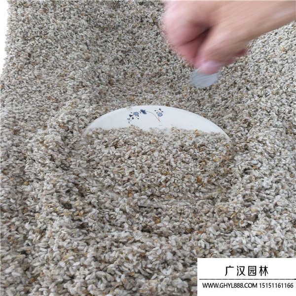 永生菊種子