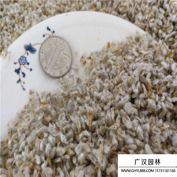 永生菊種子