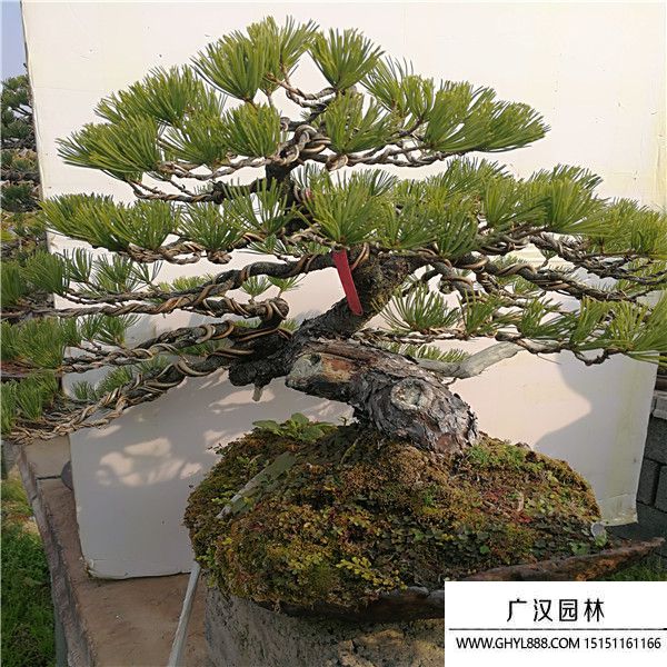 那需五葉松 (3).jpg