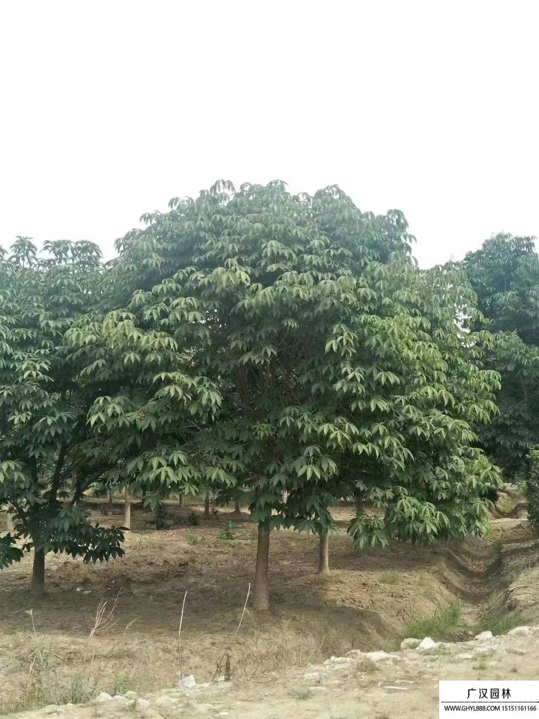 七葉樹
