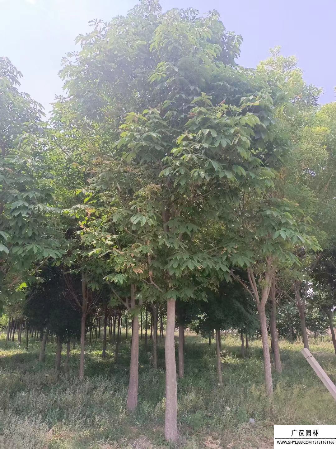 七葉樹 