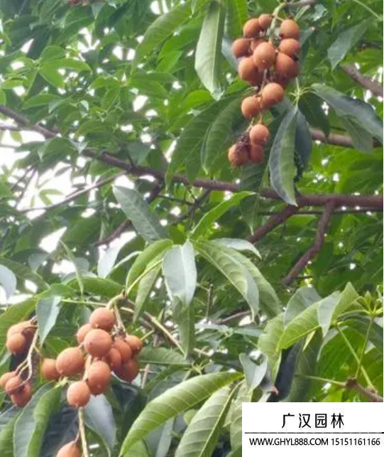 七葉樹種子
