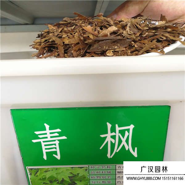 青楓種子