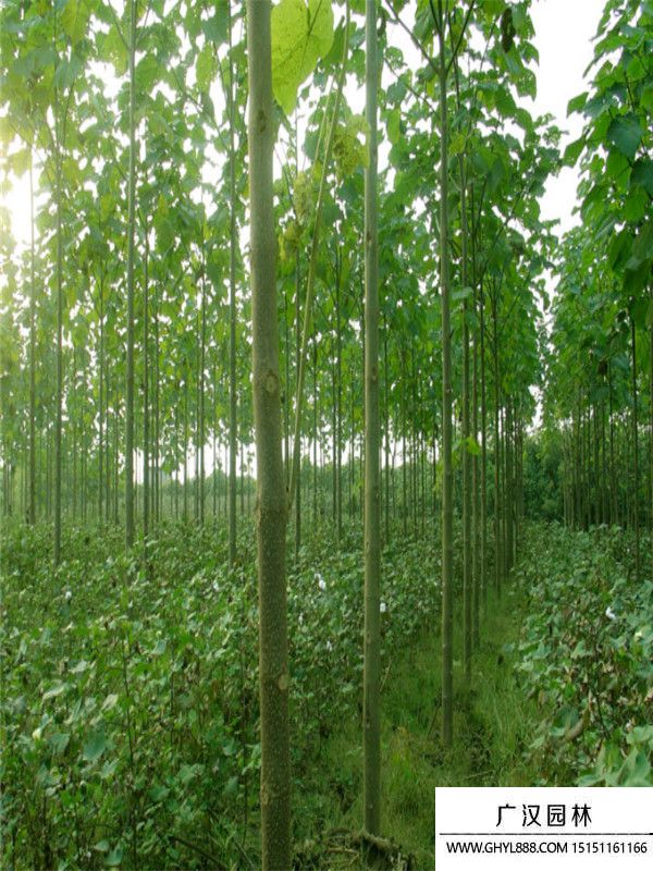 梧桐樹 (5).jpg