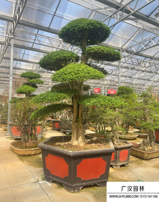 對接白蠟盆景