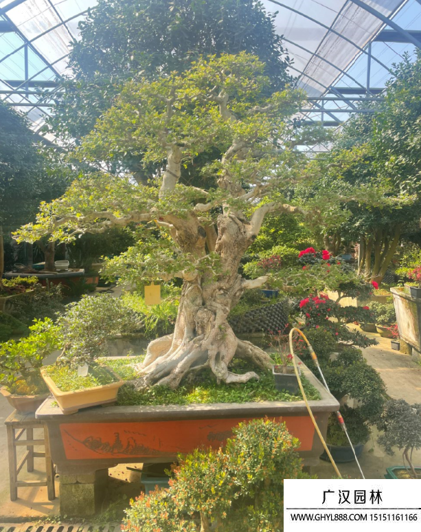 對接白蠟盆景
