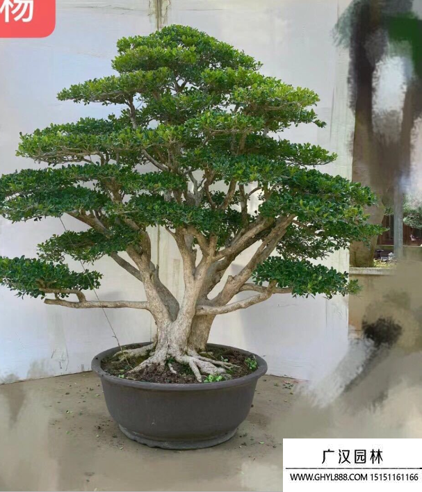 瓜子黃楊盆景