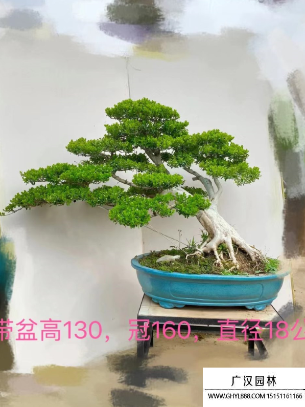 瓜子黃楊盆景