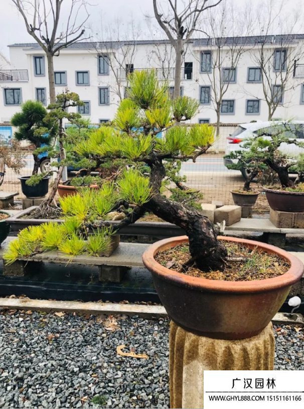 黑松盆景