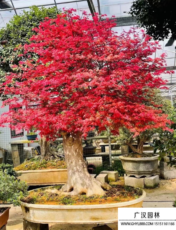 紅楓盆景