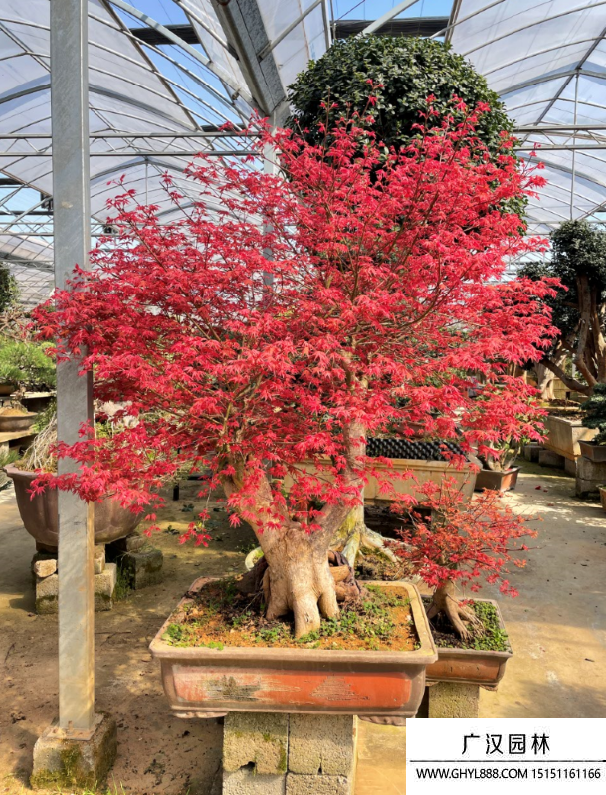 紅楓盆景