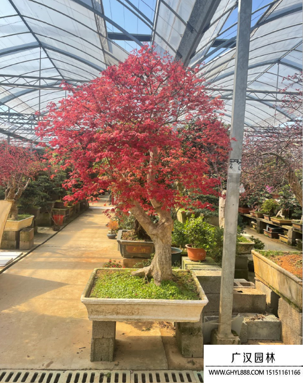 紅楓盆景