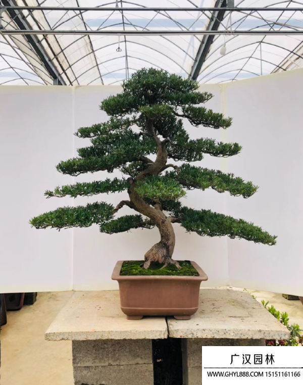 羅漢松