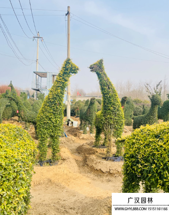 女貞造型景觀樹