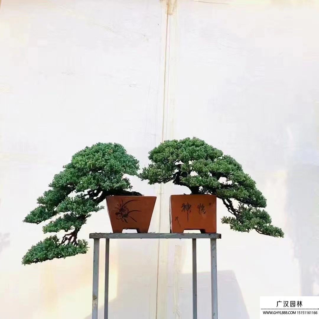 新西蘭珍珠柏盆景