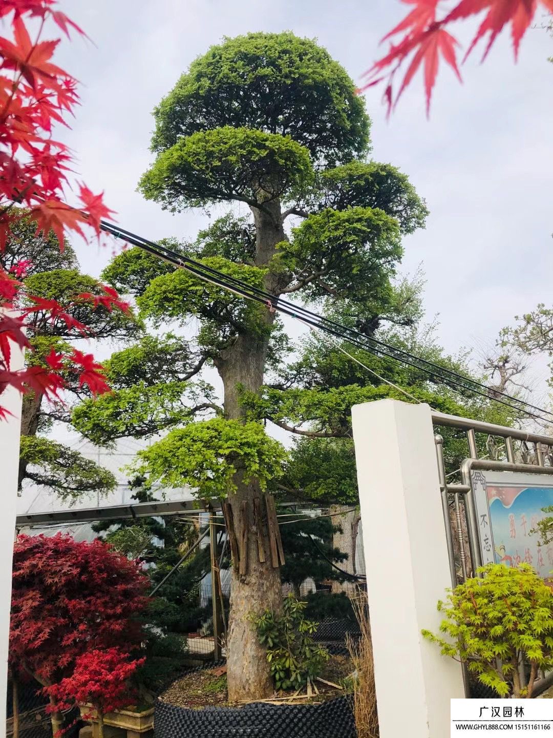 榆樹地景