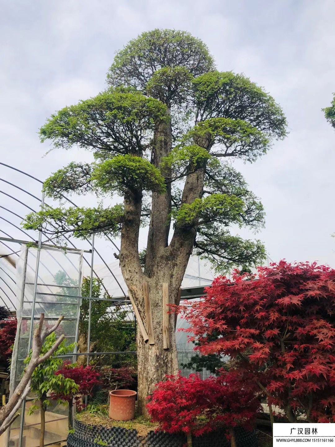 榆樹地景樹盆景