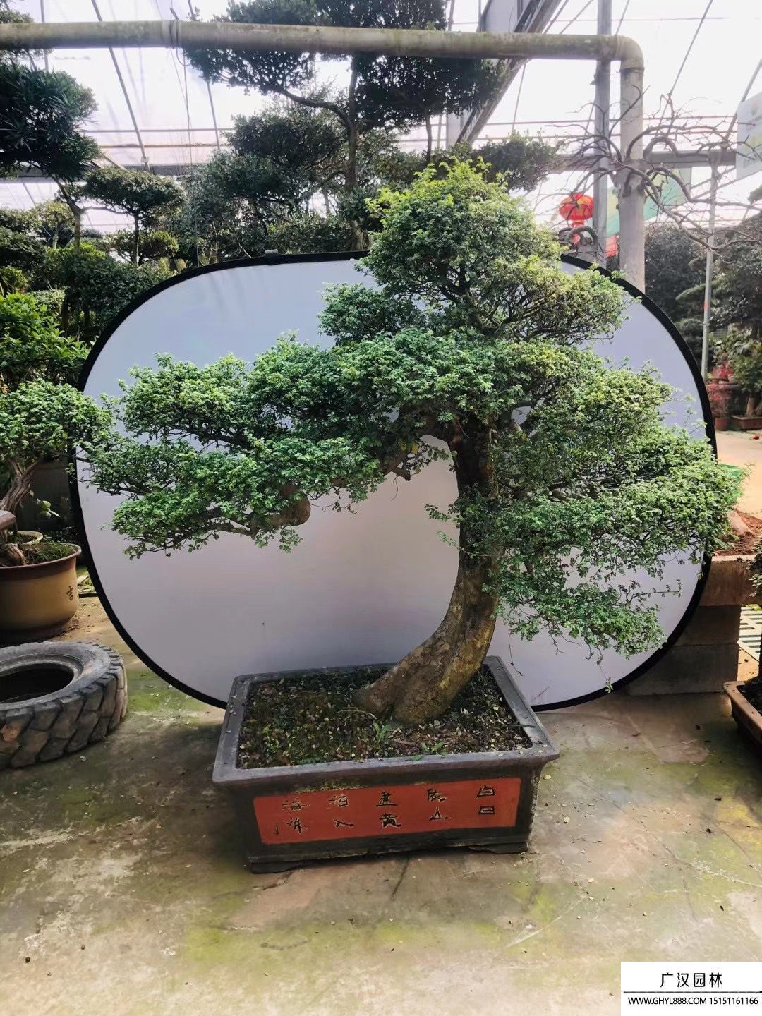 榆樹盆景
