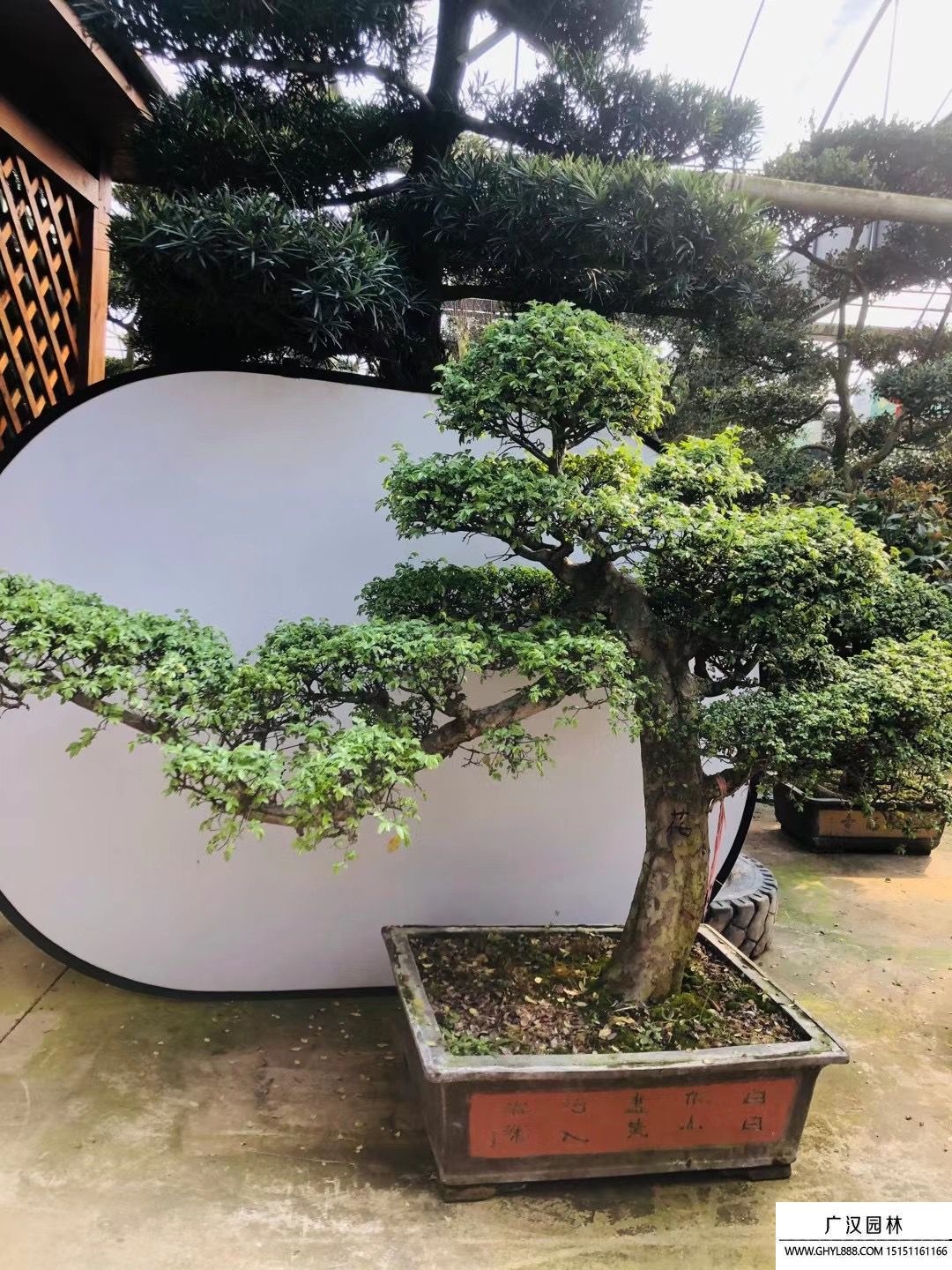 榆樹盆景