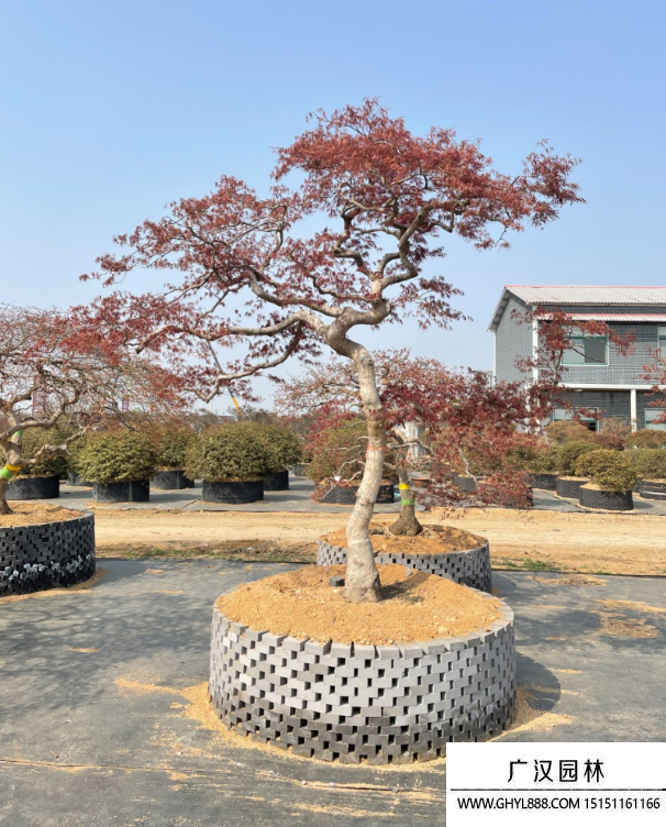 羽毛楓盆景