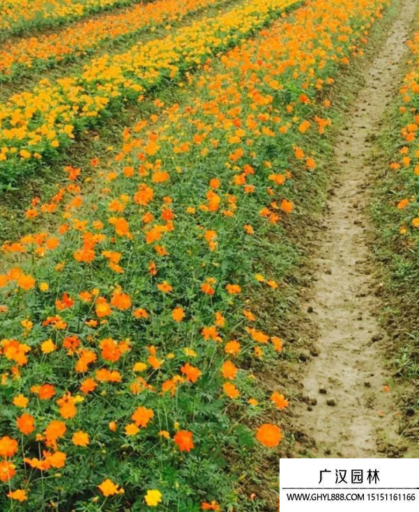硫華菊