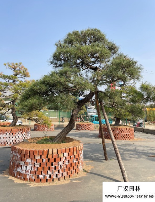 三河黑松地景樹