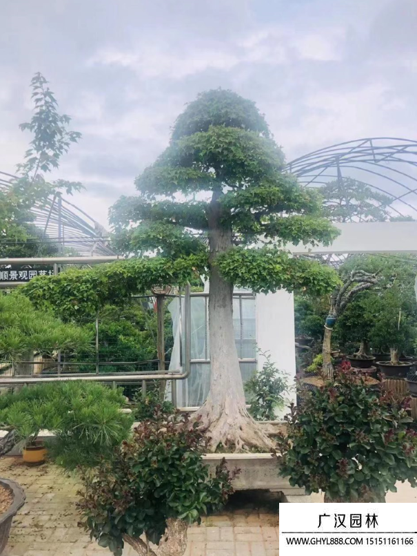 三角楓盆景