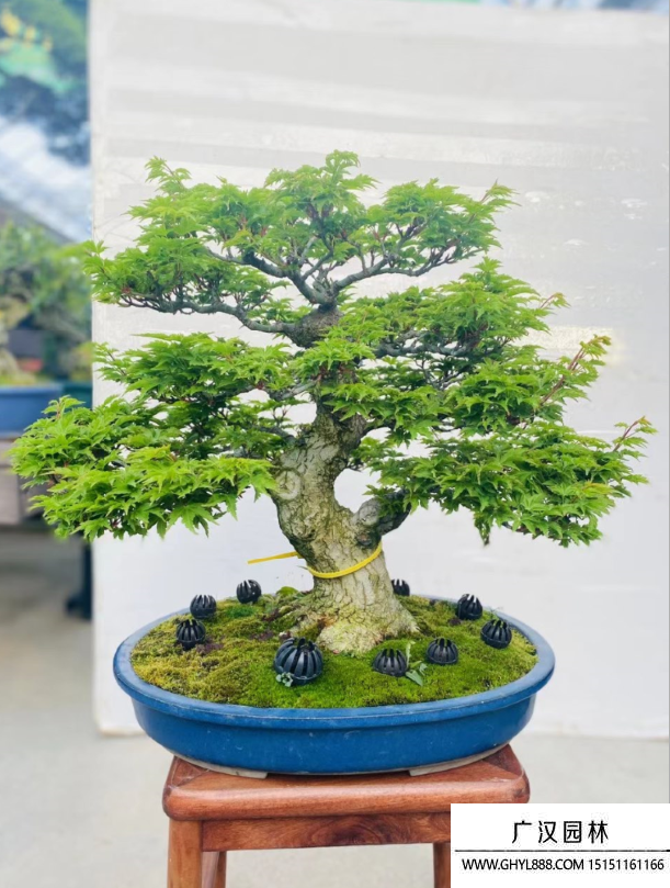 獅子頭盆景