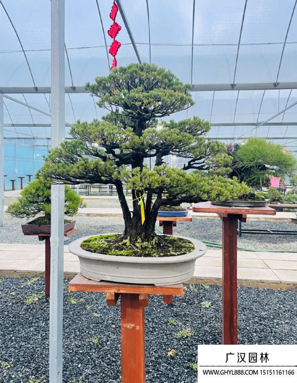 五針松盆景