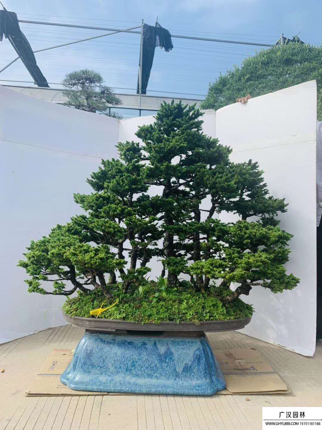 蝦夷松盆景