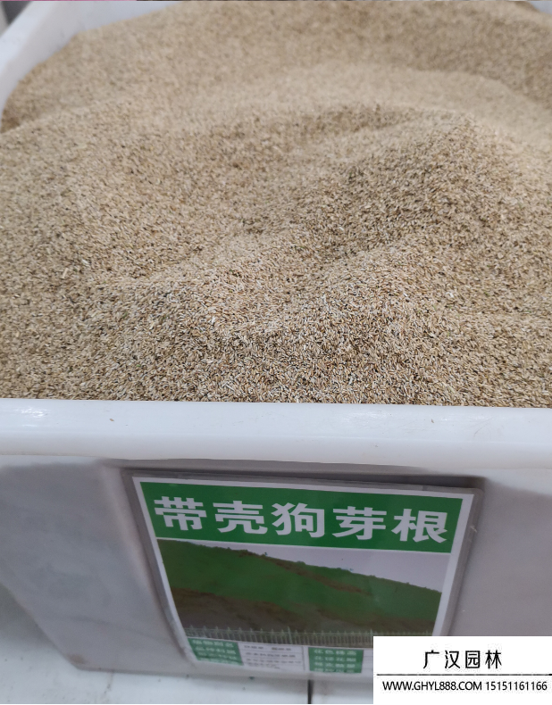 包衣帶殼狗牙根種子