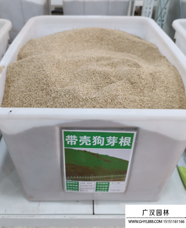 包衣帶殼狗牙根種子