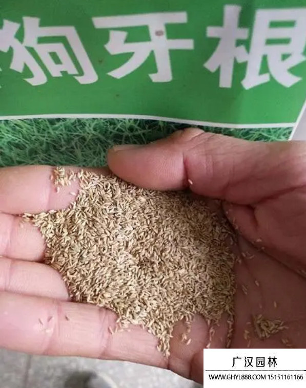 包衣帶殼狗牙根種子