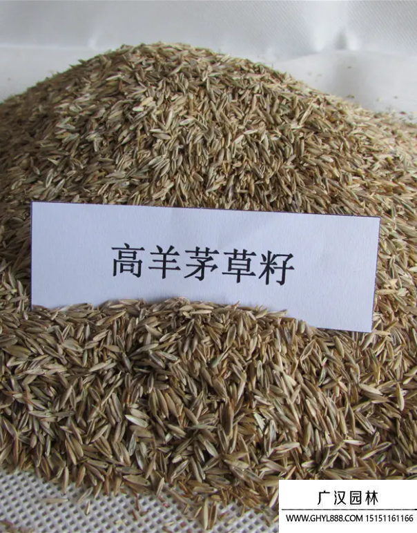 包衣高羊茅種子